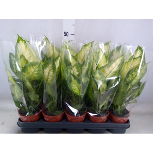 Dieffenbachia  'Camilla'