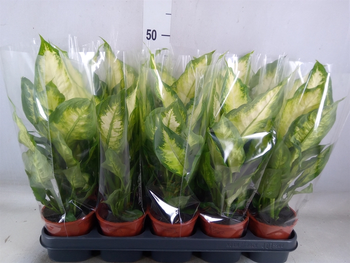 <h4>Dieffenbachia  'Camilla'</h4>