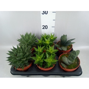 Aloe   ...mix