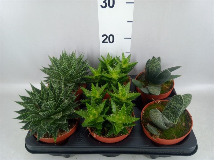 <h4>Aloe   ...mix</h4>