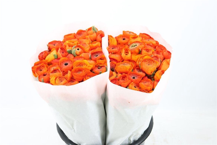 <h4>Ran Elegance Orange</h4>