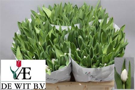 <h4>Tu En Royal Virgin</h4>