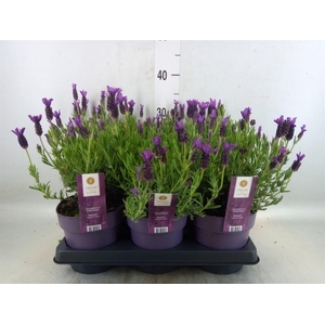 Lavandula stoec. 'Anouk'