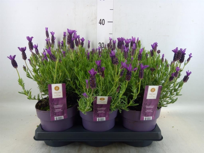 <h4>Lavandula stoec. 'Anouk'</h4>