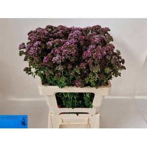 ORIG VU CHARM PURPLE