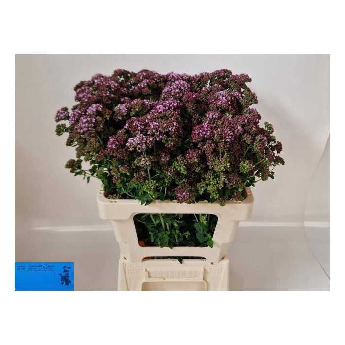 <h4>ORIG VU CHARM PURPLE</h4>