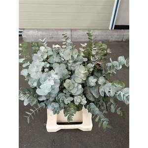 EUC. CINEREA SHORT 150GR SOUTH AFRI