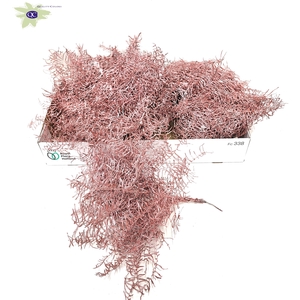Coralfern preserved 10st per bunch Metallic Pink