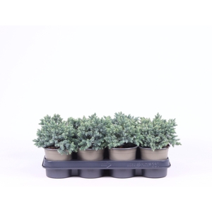 Juniperus squamata 'Blue Star'