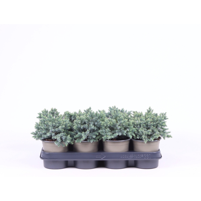 <h4>Juniperus squamata 'Blue Star'</h4>