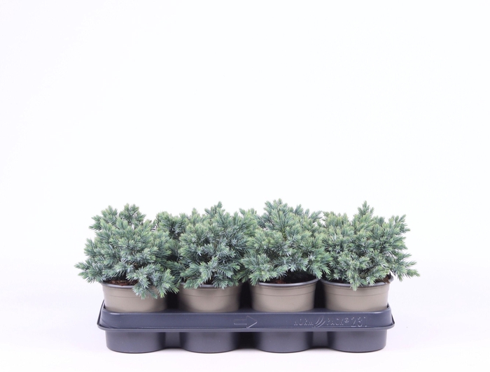 <h4>Juniperus squamata 'Blue Star'</h4>