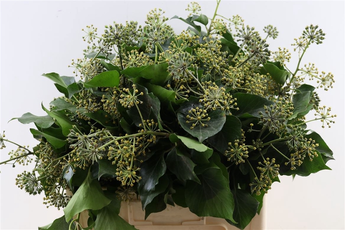 Hedera Blad P Pak