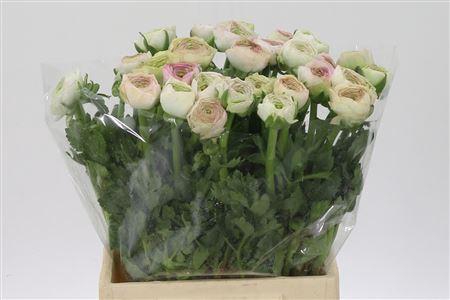 <h4>Ran Aazur Pi Stripe</h4>