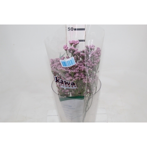 LIMONIUM 050 CM ROSA