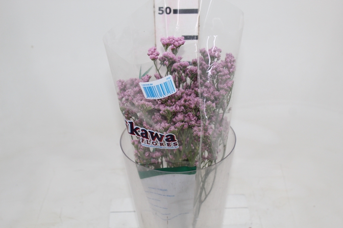 <h4>LIMONIUM 050 CM ROSA</h4>