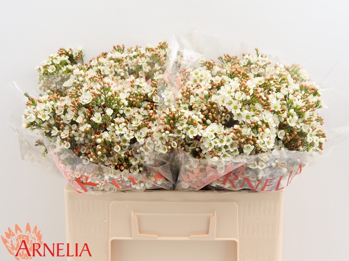<h4>Chamelaucium Dawn Pearl</h4>