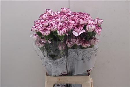 <h4>Di St Damascus</h4>