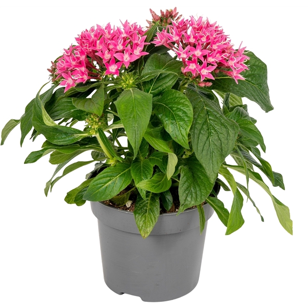 <h4>Pentas lanceolata ''Graffiti Flirty Pink''</h4>
