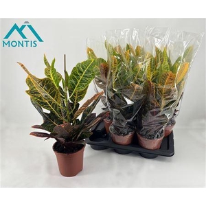 Codiaeum Variegatum Excellent 1