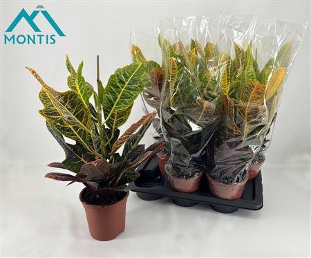 <h4>Codiaeum Variegatum Excellent 1</h4>