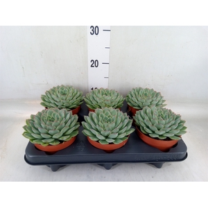 Echeveria pulidonis 'Sky Pearl'