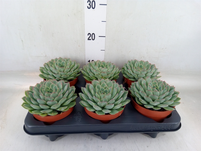 <h4>Echeveria pulidonis 'Sky Pearl'</h4>