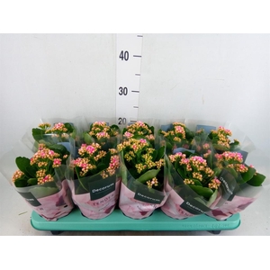 Kalanchoe blos. 'Serenity Pinkwhit'