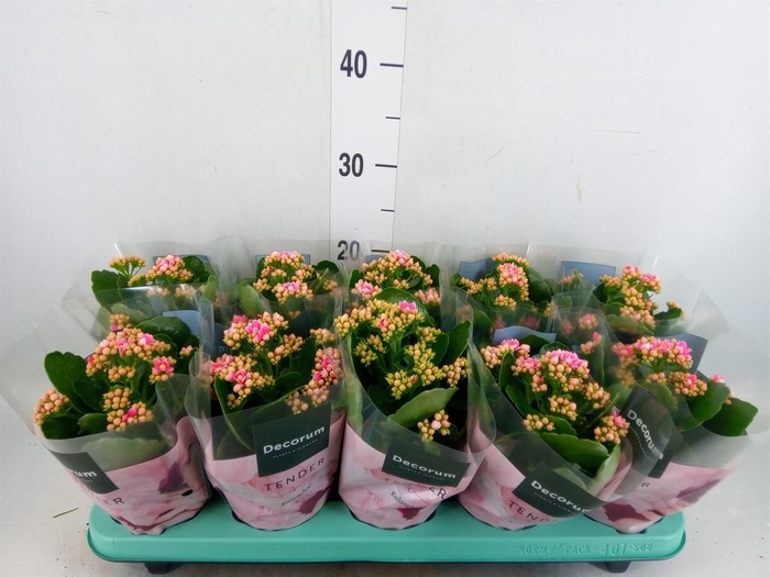 <h4>Kalanchoe blos. 'Serenity Pinkwhit'</h4>