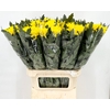 Chrys Gp Rossano Yellow