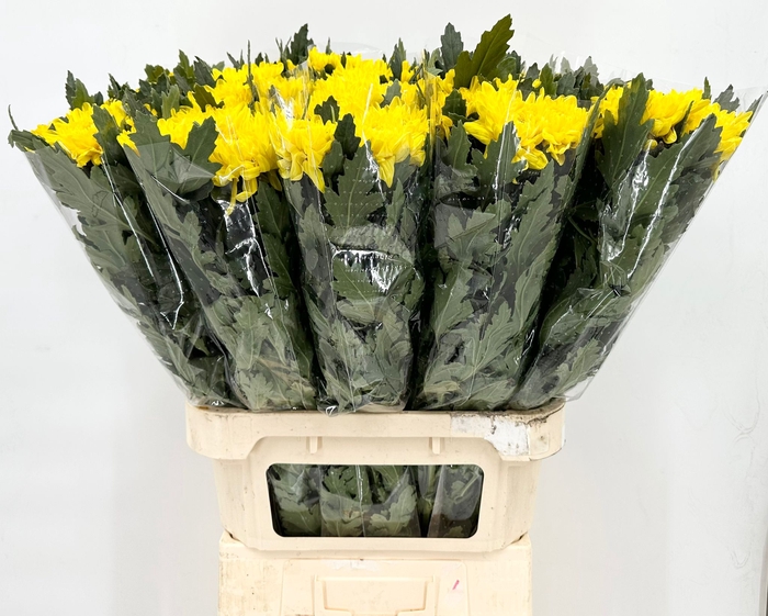 Chrys Gp Rossano Yellow