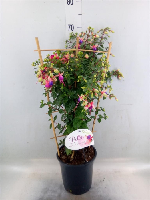<h4>Fuchsia   ...</h4>