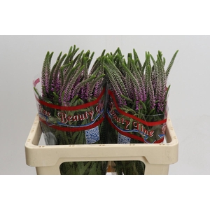 Veronica Skyler Pink