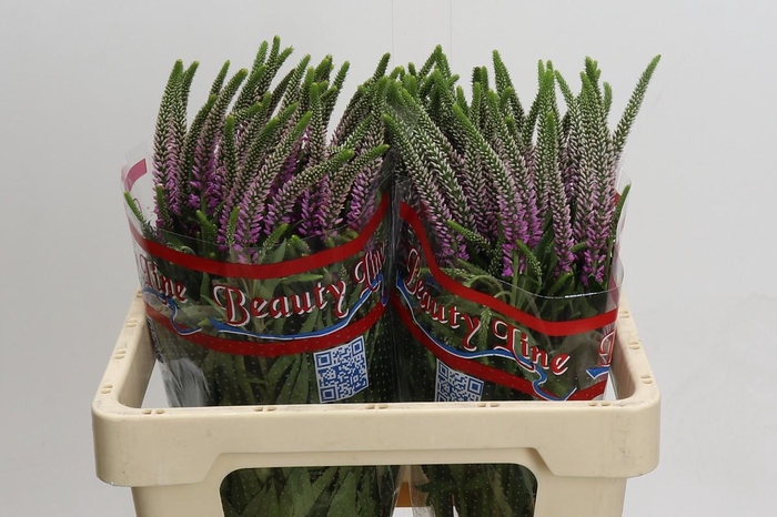 <h4>Veronica Skyler Pink</h4>