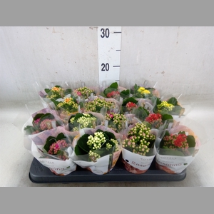 Kalanchoe blos. 'RoyalDon'   ..mix