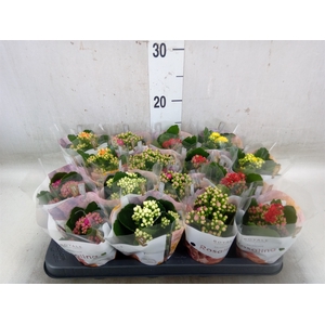 Kalanchoe blos. 'RoyalDon'   ..mix