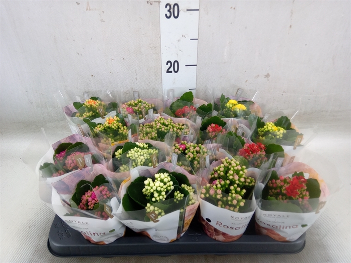 <h4>Kalanchoe blos. 'RoyalDon'   ..mix</h4>