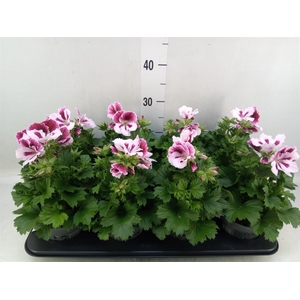 Pelargonium gran.   ..