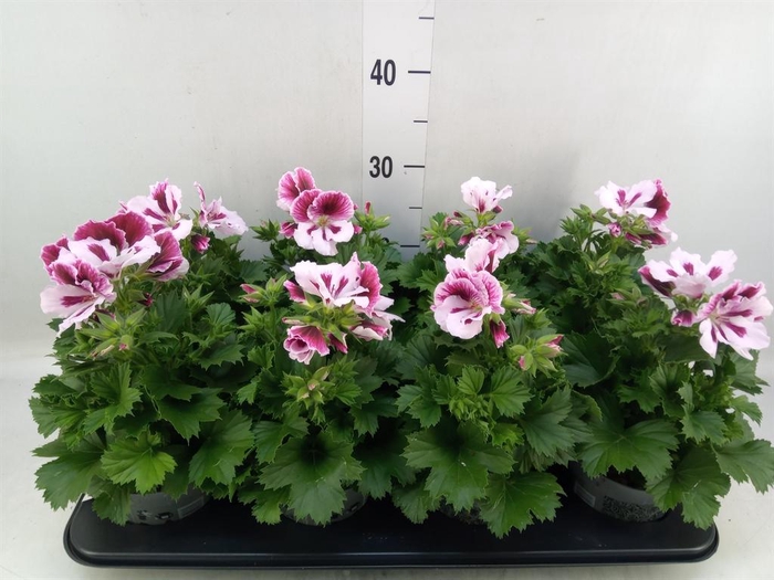 <h4>Pelargonium gran.   ..</h4>