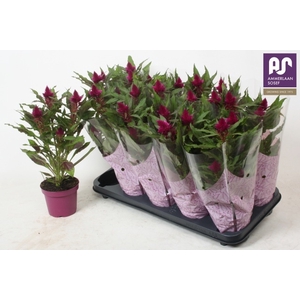 CEL DEEP PURPLE