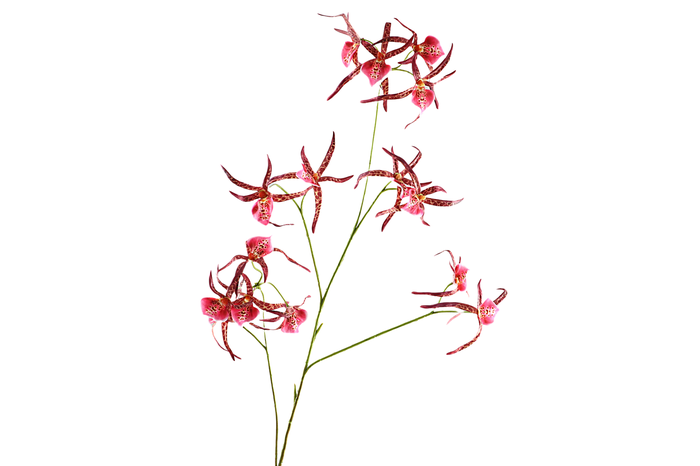 <h4>Spider Orchid Pink</h4>