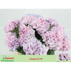 HYDR M CH LOLLYPP RZ