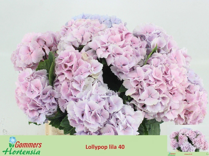 <h4>HYDR M CH LOLLYPP RZ</h4>