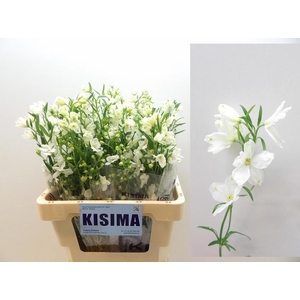 DELPH EN M SIL WHITE