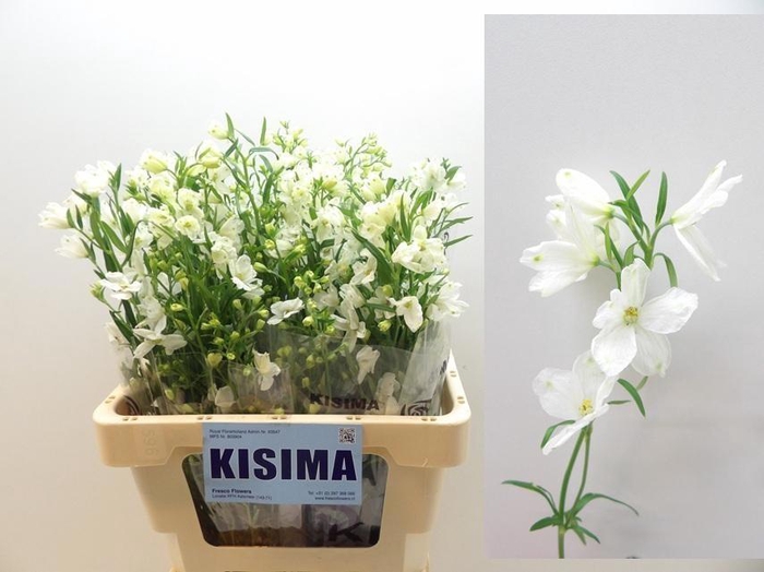 <h4>DELPH EN M SIL WHITE</h4>