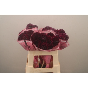 Scabiosa Scoop Dark Purple