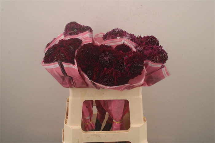 <h4>Scabiosa Scoop Dark Purple</h4>