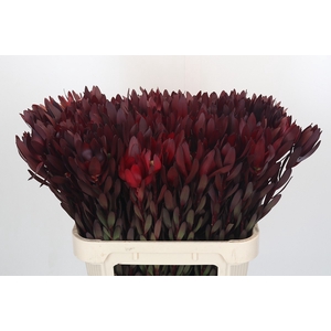 Leucadendron Saf Sunset Dark R.
