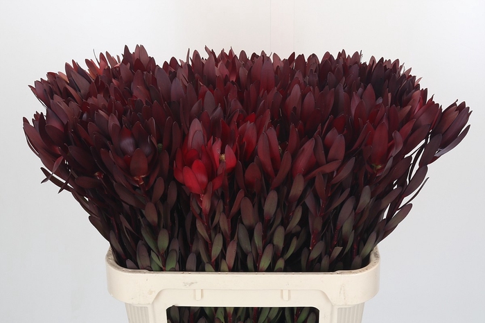 <h4>Leucadendron Saf Sunset Dark R.</h4>