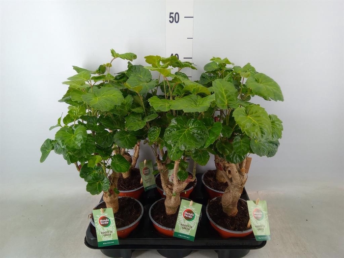 <h4>Polyscias   ...</h4>