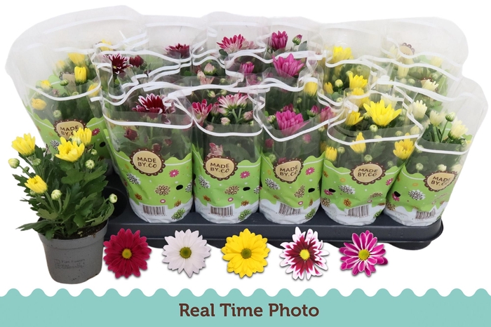 <h4>CHRYS GEM 5 KL</h4>